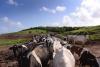 Where is the dairy strategy for Bermuda?