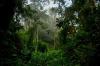 Brazil’s Bold Climate Finance Plan Could End Tropical Deforestation
