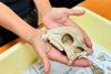 Science Reuters Best fossil of a dome-headed dinosaur is unearthed in Mongolia