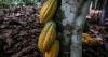 Cameroon: Cocoa plantations grapple with black pod disease