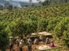 Cameroon Cocoa Challenges Deepen as Disease, Insecurity, and Corporate Exit Collide