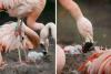 Tiny Edinburgh Zoo Chilean flamingo chick takes its first wobbly steps in adorable video footage