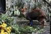 Tiny Deer in Big Trouble as Chile’s Pudus Face Growing Peril