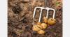 Estonia faces reduced potato harvest after rains