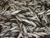 For the law and the environment: Estonia will limit the amount of fish that can be purchased per day