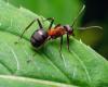 Fiji’s ants reveal new clues about global insect collapse