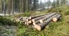 Sweden and Finland ask EU to ease logging limits, warn of economic impact