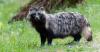 Finland culls nearly 14,000 invasive raccoon dogs and minks
