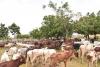Securing the soil: How land holds the key to Nigeria’s ranching future