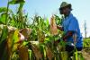 Stats confirm food import substitution emergency