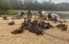 David Rainer on Outdoor Alabama: Cool fronts bring hope for Alabama waterfowl hunters