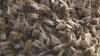 If honeybees collapse, so could California’s food — a proposal aims to save them