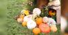 Tennessee Valley Agriculture Club schedules October meeting