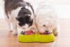 Thai pet food exports take the No.2 spot