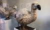 Will scientists de-extinct the dodo? Experts claim they are now one step closer to bringing back flightless bird