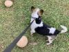 Connecticut Mushrooms Growing As Big As Small Dogs This Year