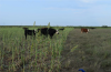 Texas A&M AgriLife releases cover crop grazing guidance