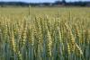 The Guardian: Finland strengthens food security, urges Europe to follow