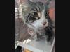 Mystery Cat With Bermuda Ties Found Hanging Out At Amazon Warehouse On Long Island