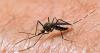 West Nile virus confirmed among West Michigan mosquitoes, health officials say