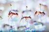 The Insect Apocalypse Hits Fiji: 79% of Native Ants Are Vanishing