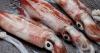 New study links squid abundance around Falklands to ocean conditions