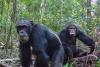 Wild chimpanzees may get mildly intoxicated from alcoholic fruit