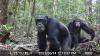 Chimpanzees consume the equivalent of more than two alcoholic drinks per day