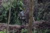 In Congo, army and rebels dig in for war Trump says is over