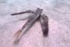 Odd animal seen 'flying' over seafloor in Caribbean. But that's not the strangest thing it does