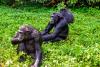 Chimps consume a pint of lager’s worth of alcohol every day in fruit, scientists find