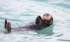 Scientists confirm discovery of a new otter species