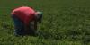 Ga. Agriculture Commissioner announces initiative celebrating Peach State’s veteran farmers