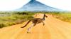 Australia Tourist Visa For Indians: Cost, Documents, Process