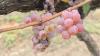 Bulgaria's wine sector sees poor grape harvest amidst growing investment interest