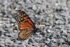 Why Monarch Butterflies Are Suddenly Everywhere in Connecticut