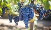 A vintage to remember: Croatian winemakers predict exceptional 2025 wines