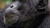 Wild Chimps Likely Ingest the Equivalent of Several Alcoholic Drinks Per Day