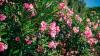 21 Plants That Don’t Thrive Indoors