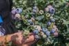 Peruvian blueberry market: Is this the land of confusion?