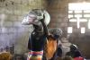 Haiti: FAO and CERF launch emergency initiative to bolster rural food security amid climatic shocks, deportations and mass displacement