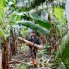 Farm to fabric: Banana fiber could shape Taiwan’s next textile wave