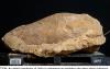 Science Native News Online Family Fishing Trip in Alabama Leads to Discovery of 32-Million-Year-Old Sea Turtle Fossil