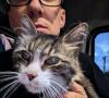 International adventures of Bermuda cat make headlines