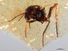 Science Reuters Amber from Ecuador reveals insects from the age of dinosaurs