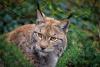 Record number of lynxes killed on Estonia's roads this year