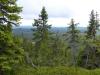Sweden and Finland against the EU’s logging quotas