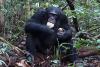 Study: Chimps consume the equivalent of two alcoholic drinks per day