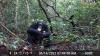 Health United Press International Study: Chimps consume the equivalent of two alcoholic drinks per day