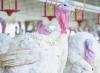 Avian influenza returns to turkeys in Minnesota